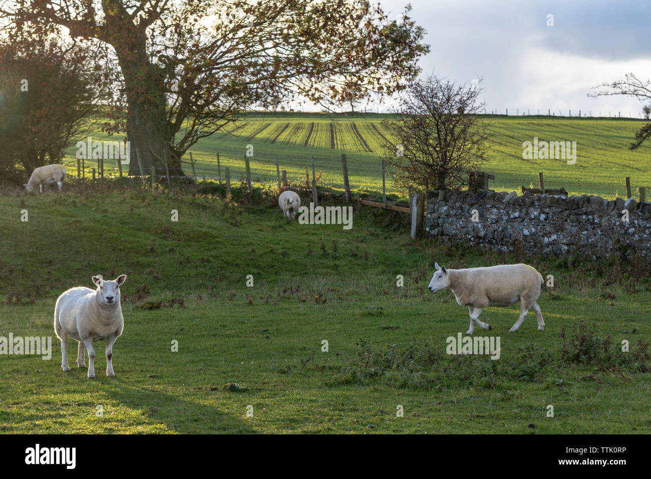 Common sheep (Ovis aries) grazing on farmland at sunset with low light ...