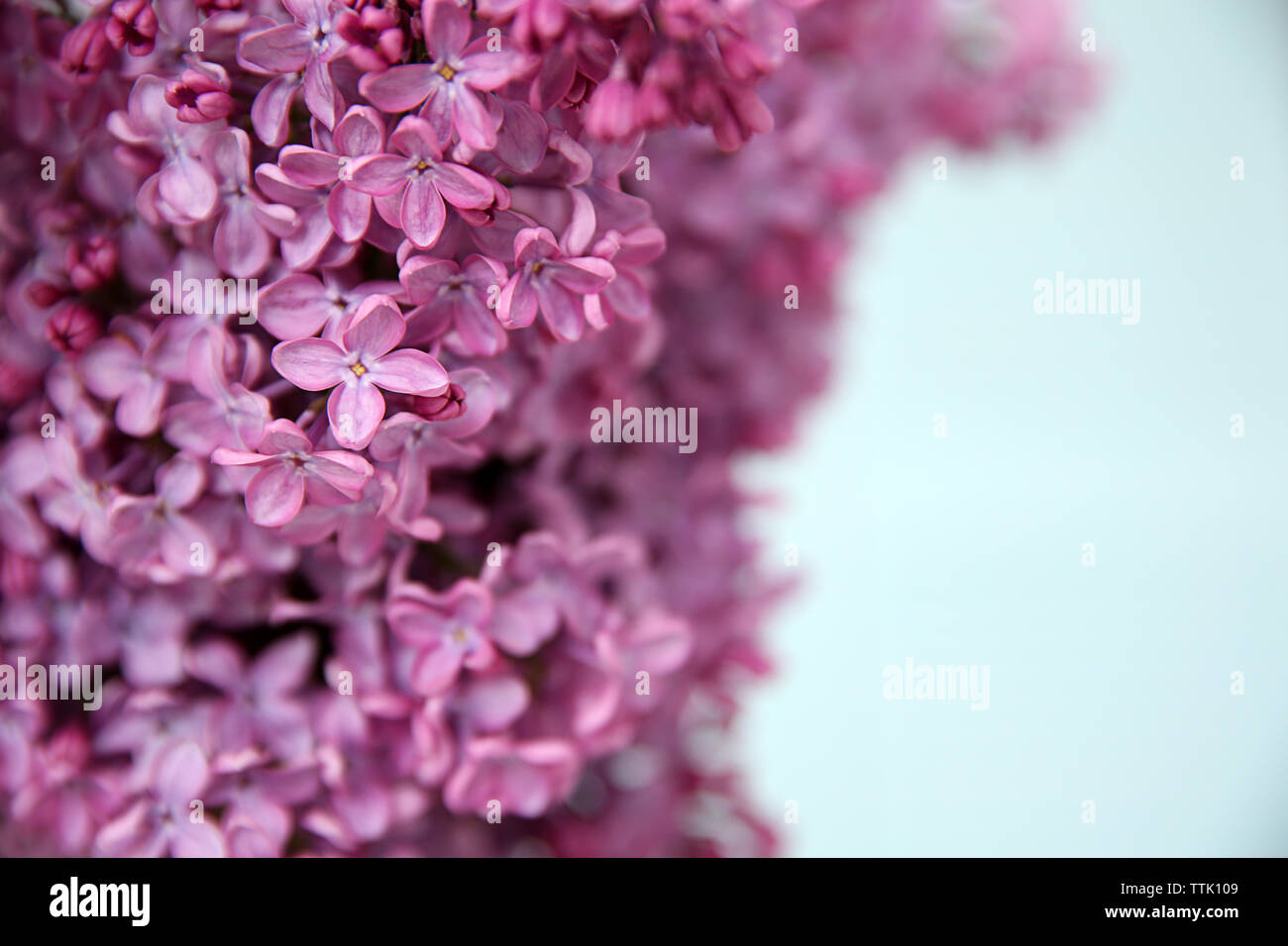 Purple Lilac Flowers on the Blurred Green Background. Spring Blossom ...