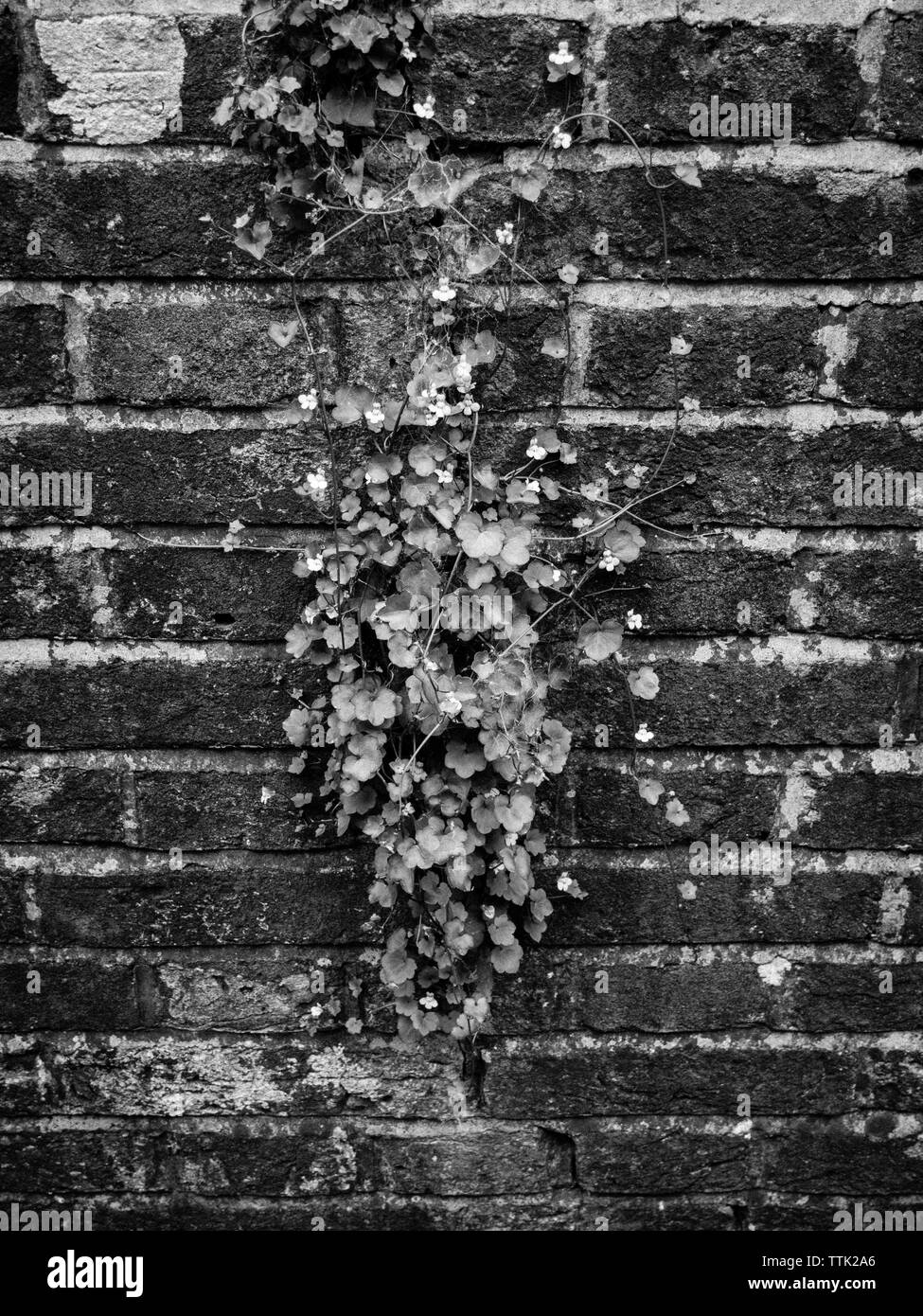 Black and White Still Life, Flowers on Brick Wall, on the Ridgeway Trail, Goring-on-Thames, Oxfordshire, England, UK, GB. Stock Photo