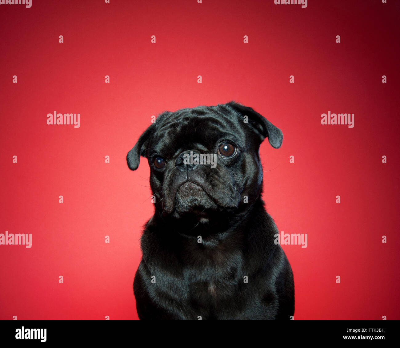 Close-up of cute pug against red background Stock Photo