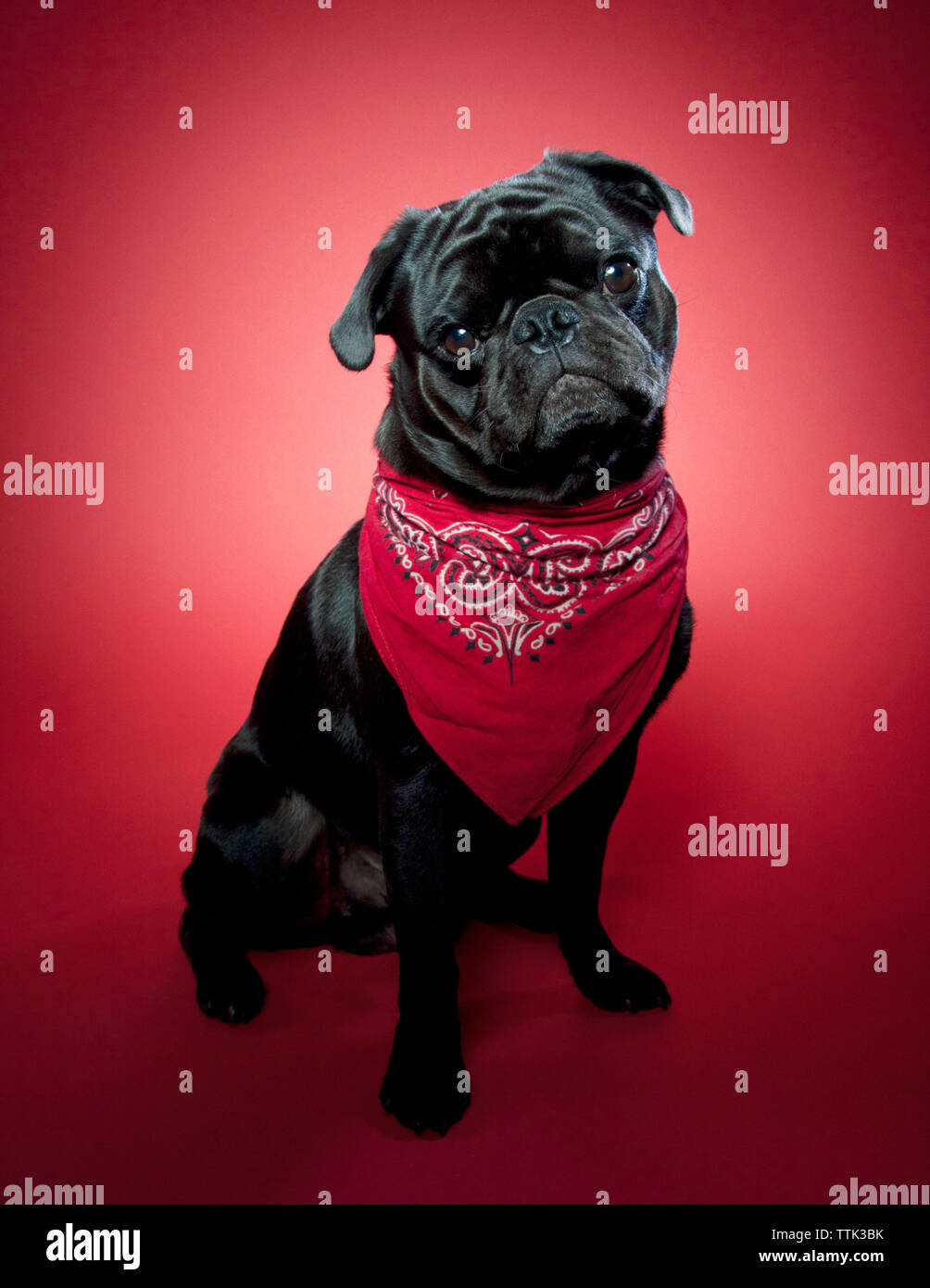 Portrait of cute pug against red background Stock Photo