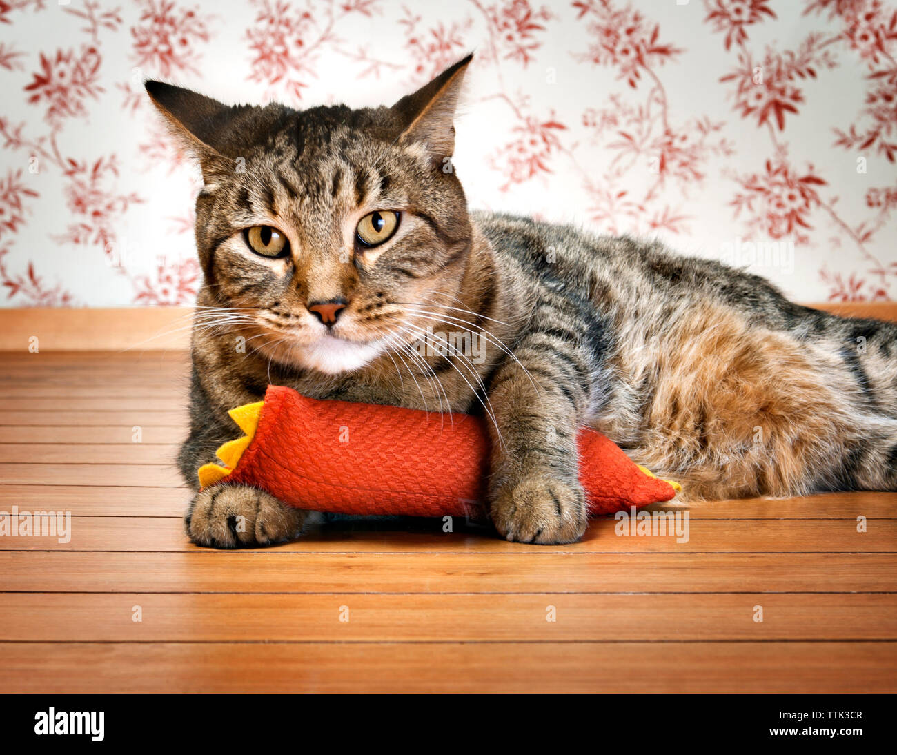Portrait of tabby cat with toy relaxing at home Stock Photo