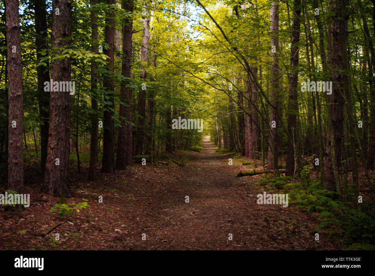 Empty dirt road amidst trees in forest Stock Photo - Alamy