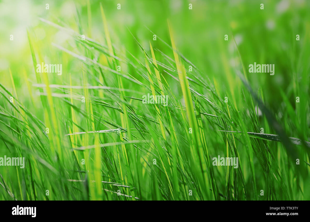 Variegated structures of grass Stock Photo - Alamy