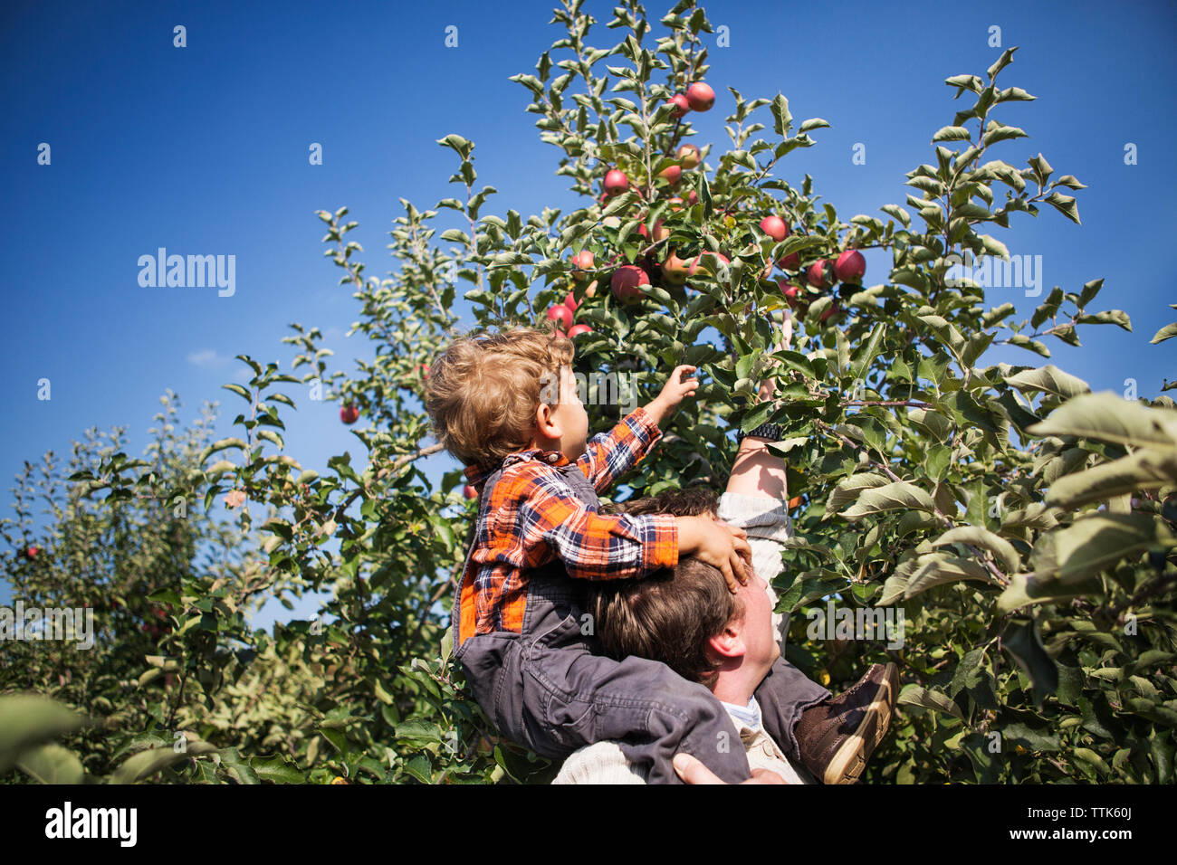 Family apple tree hi-res stock photography and images - Alamy