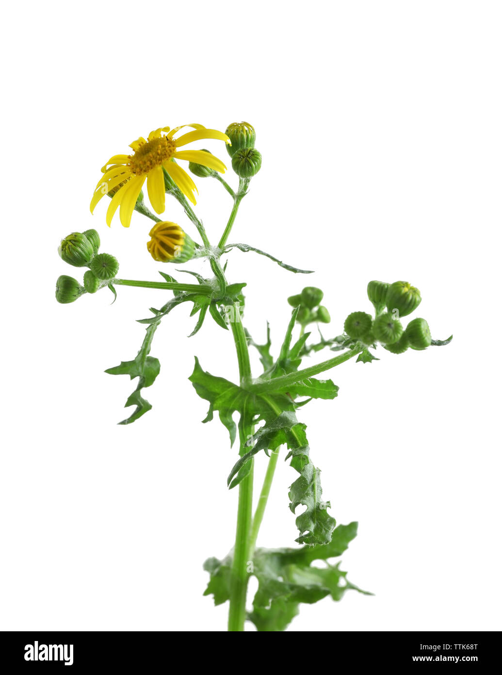 Field field of daisies Cut Out Stock Images & Pictures Alamy