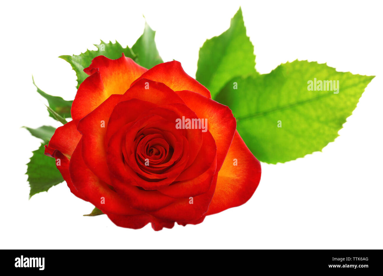Orange rose on white background Stock Photo - Alamy