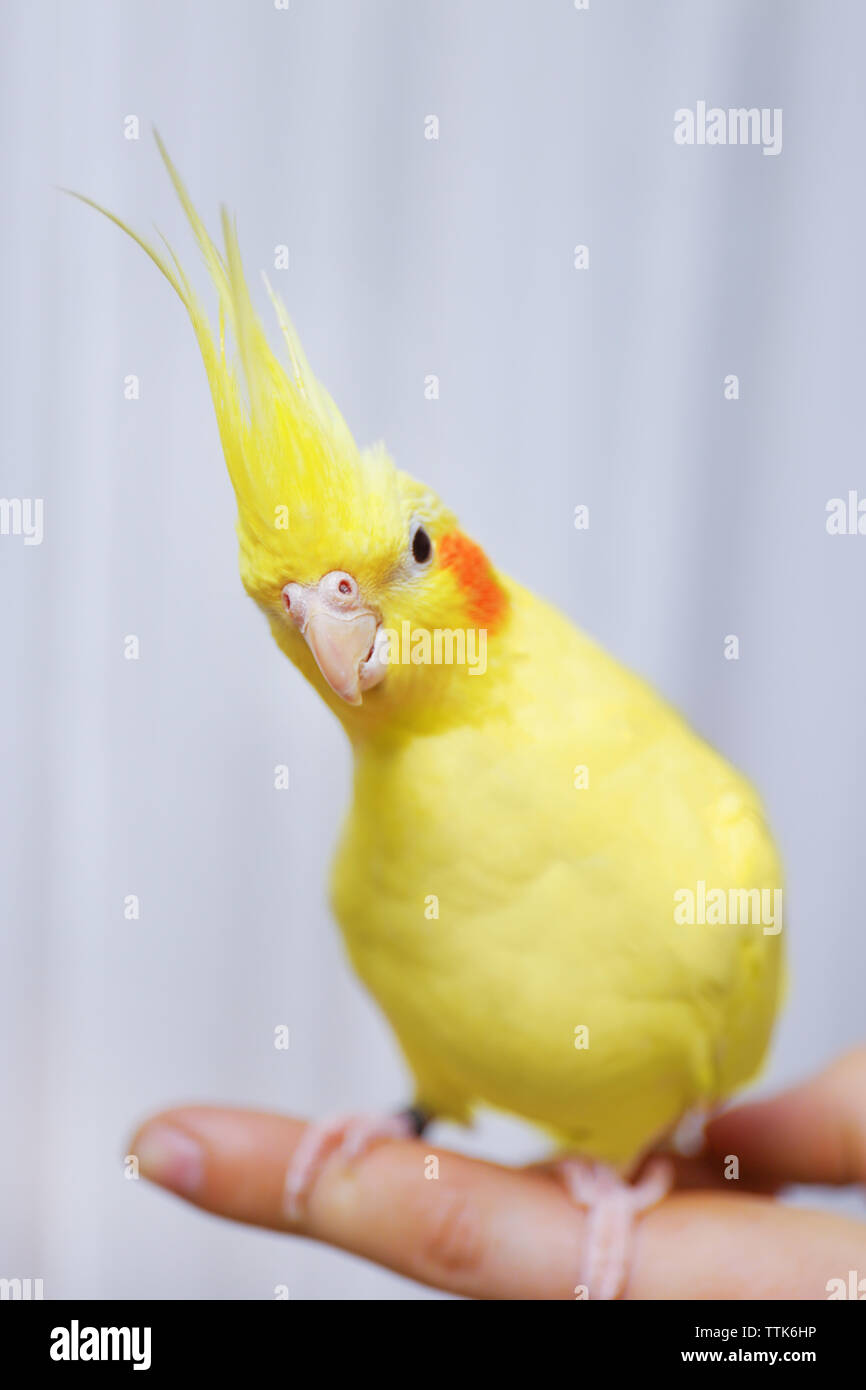 1,200+ Cockatiel Closeup Stock Photos, Pictures &amp; Royalty-Free ...