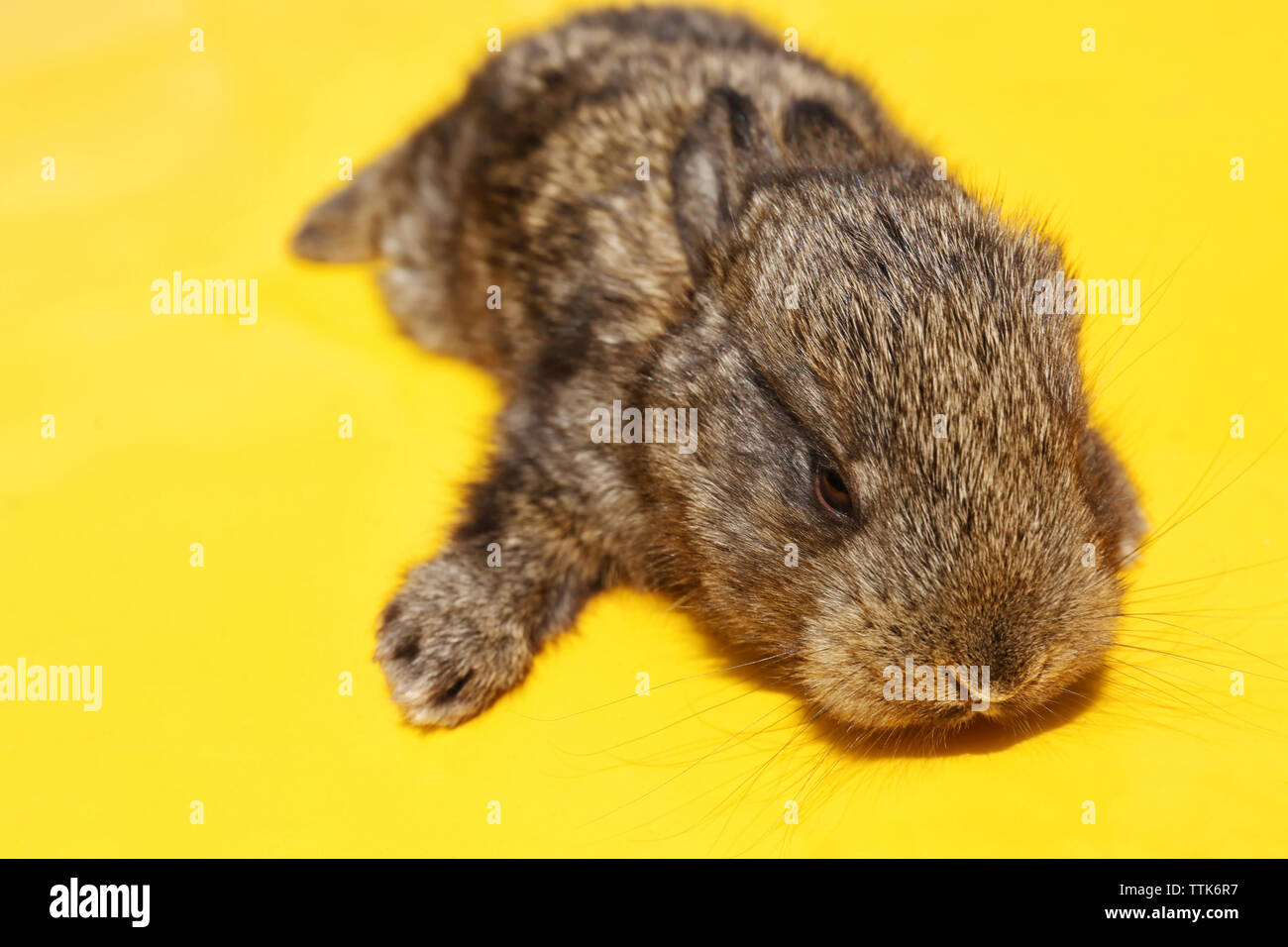 Baby rabbit on yellow background Stock Photo - Alamy