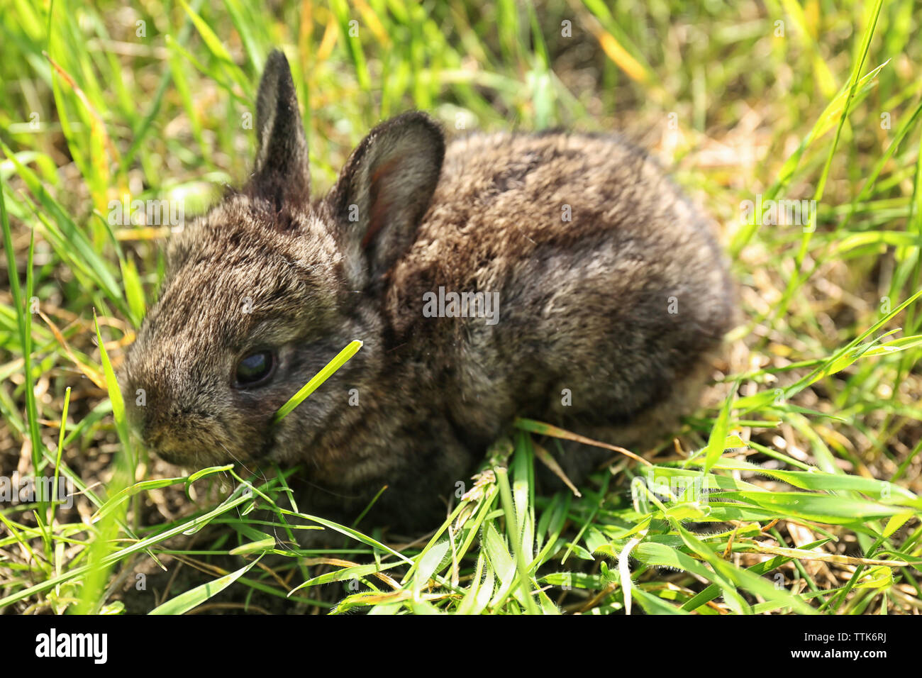 Baby rabbit eating hi-res stock photography and images - Alamy