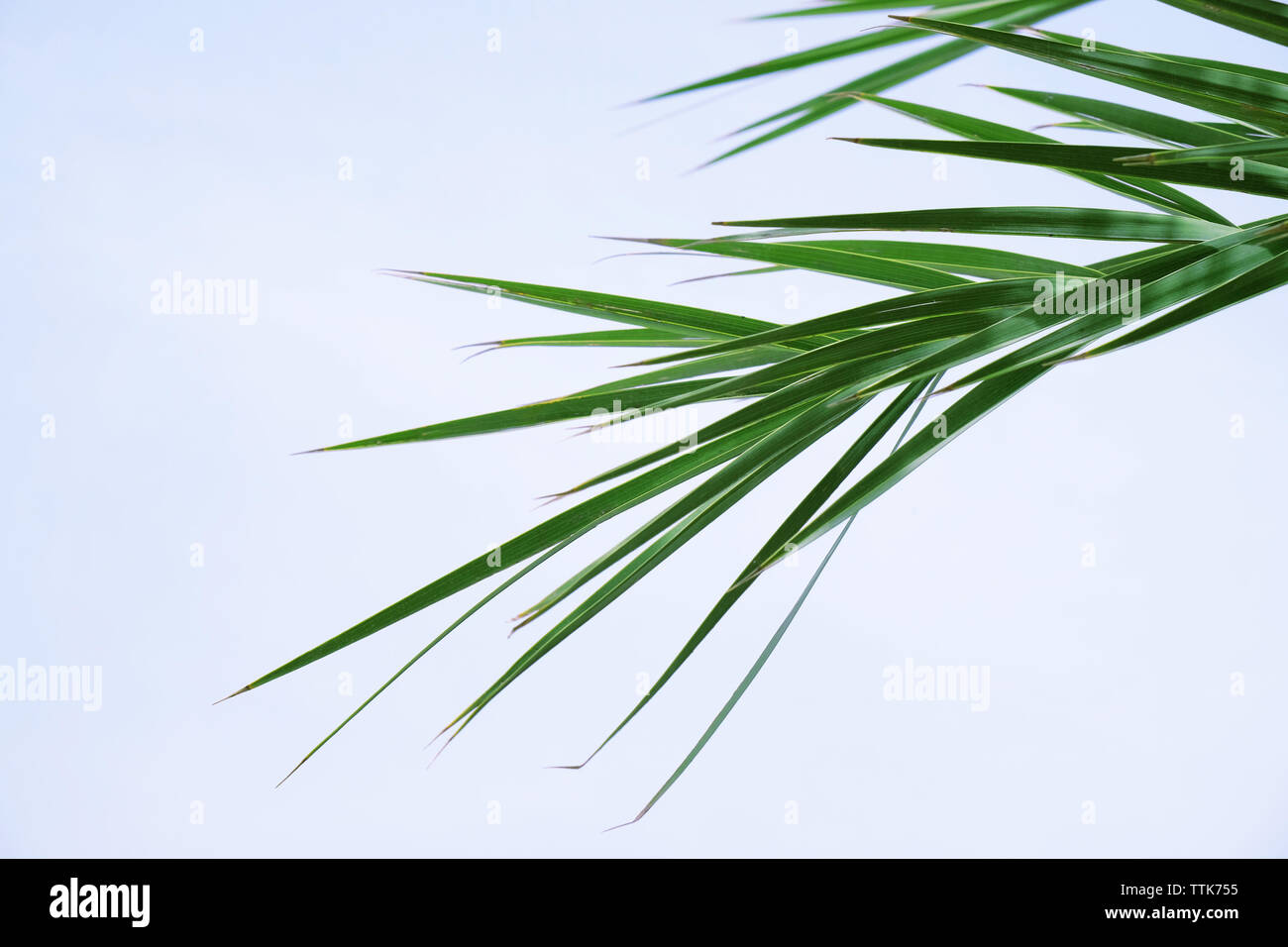 Palm leaves on blue sky background Stock Photo - Alamy