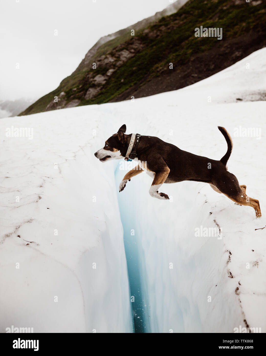 Brave dog jumps across a glacier ice crack in Alaska Stock Photo