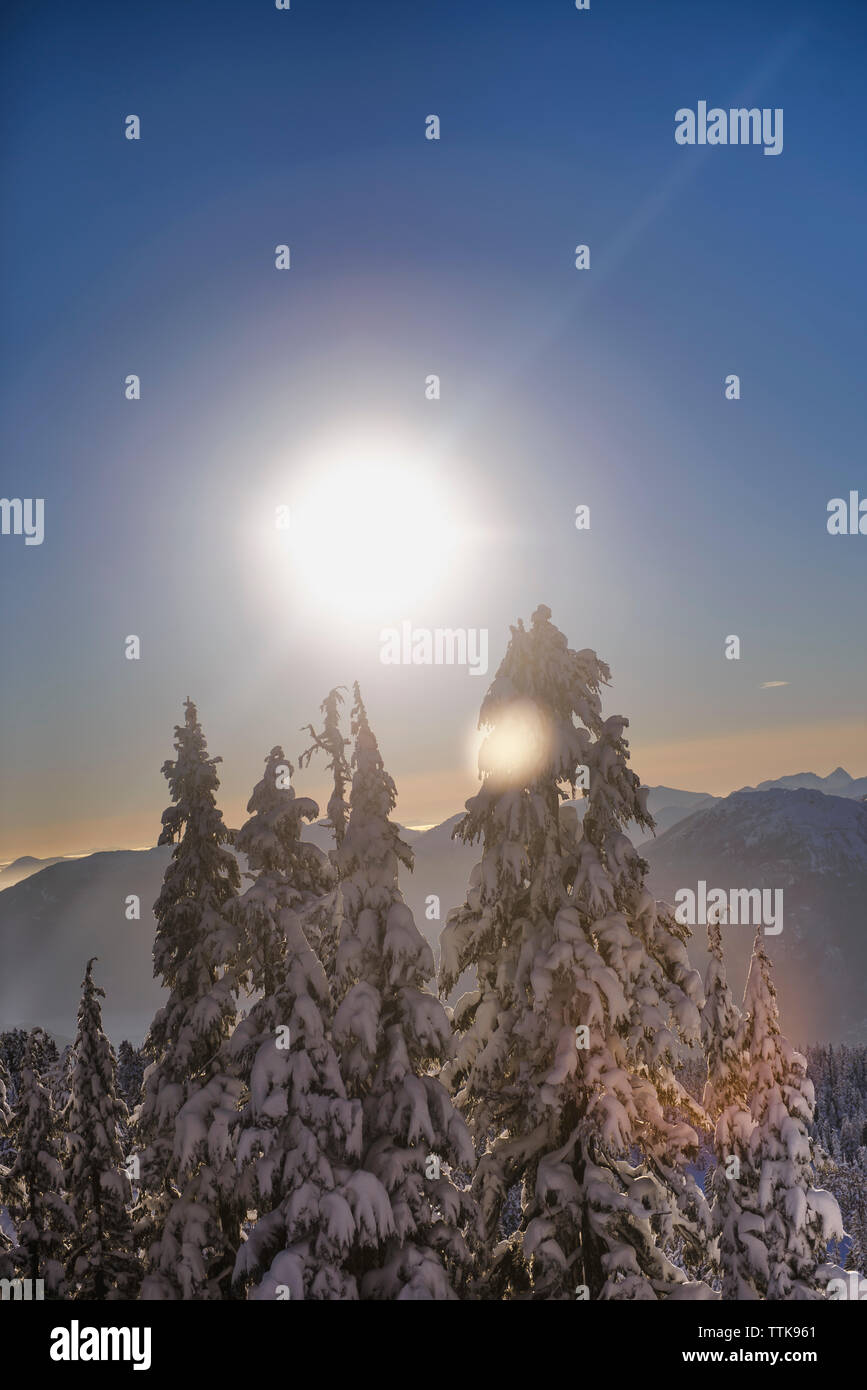 View of snowy trees in Squamish Valley from top of Red Heather Stock Photo
