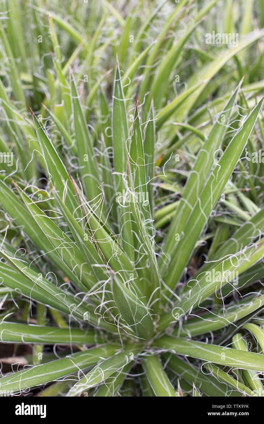 25 Graines De Fleurs à Semer - Le Grenier D'Abondance - MAIS Pop Corn