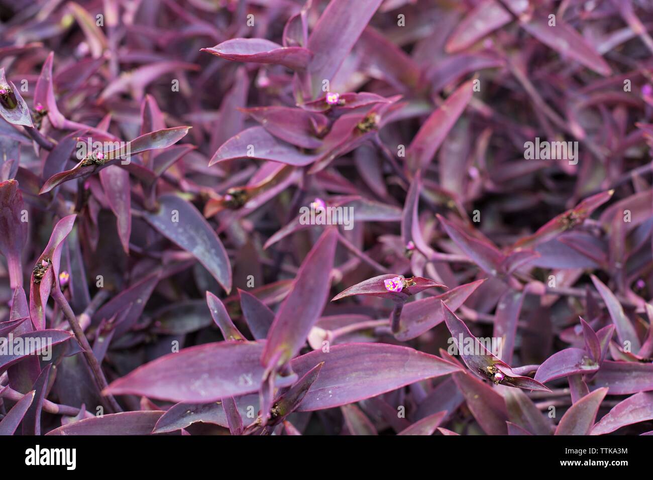 Tradescantia pallida 'Purpurea' (Purple Heart) plant. Stock Photo