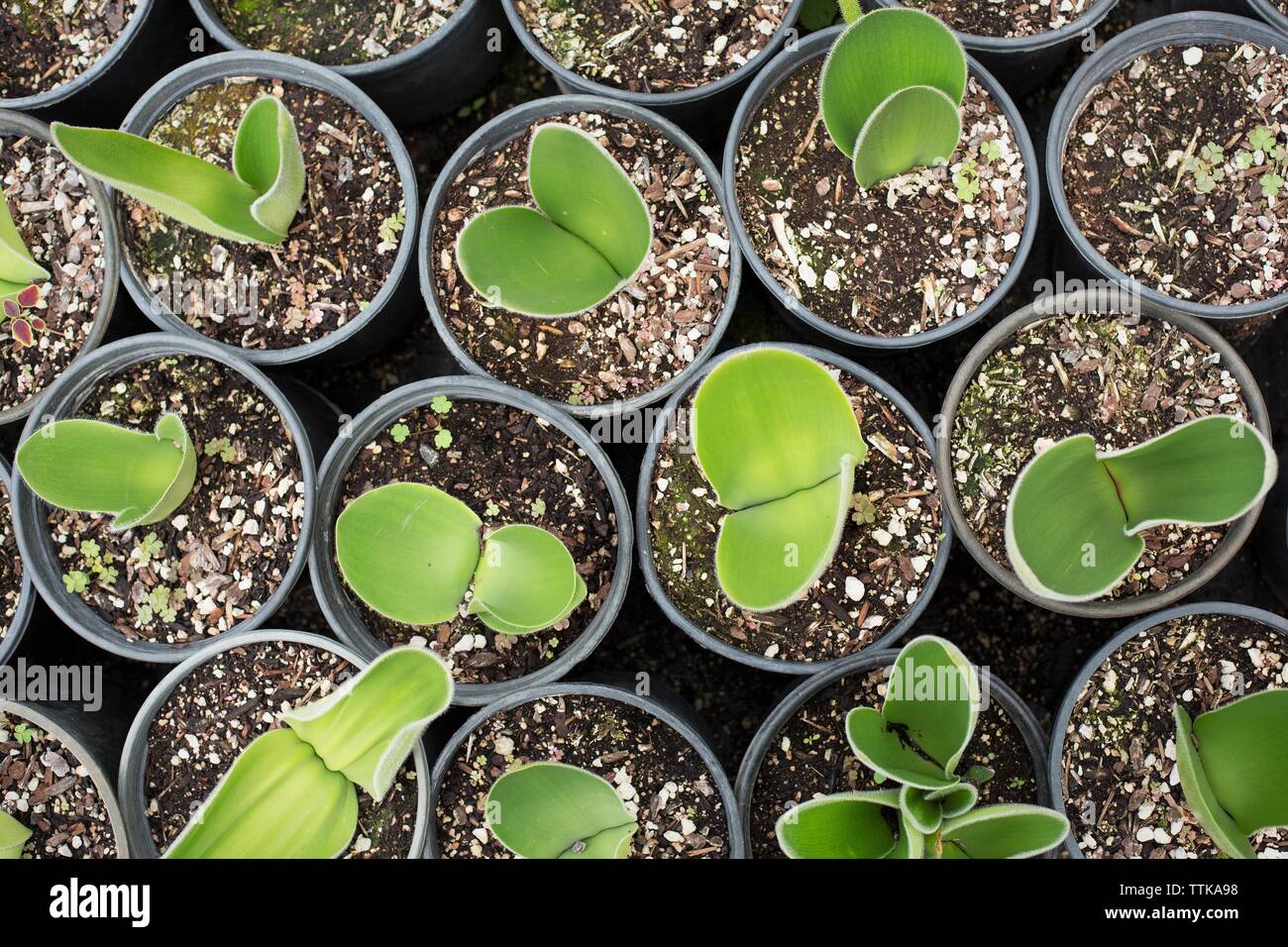Haemanthus humilis potted plants as seen from overhead. Stock Photo