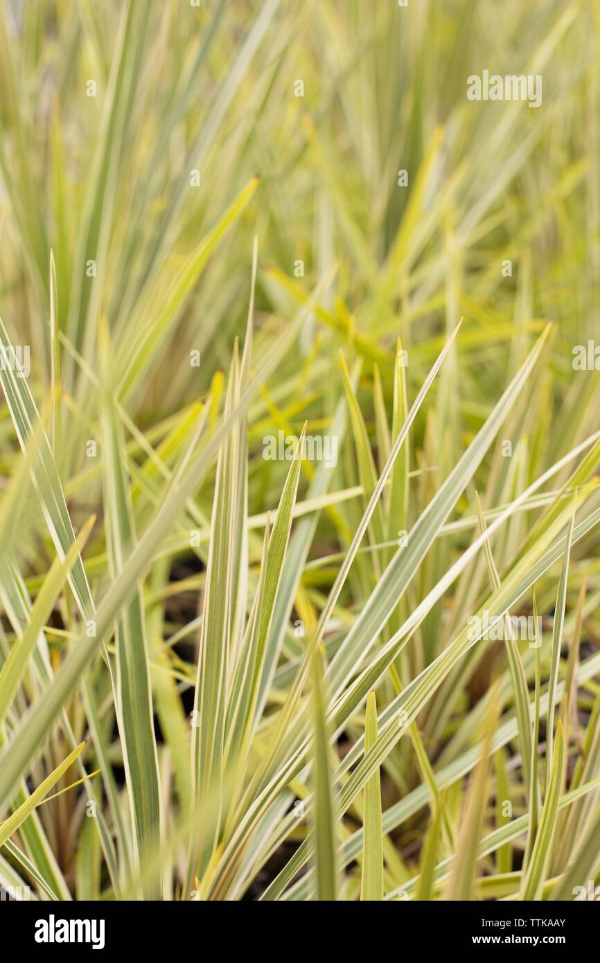 Cordyline australis 'Torbay Dazzler' Stock Photo Alamy