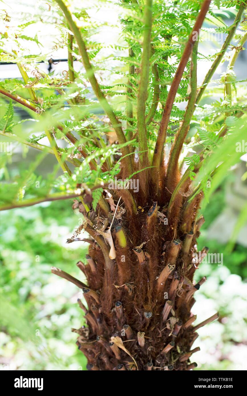 Balantium antarcticum, also known as Dicksonia antarctica - Australian soft tree fern. Stock Photo