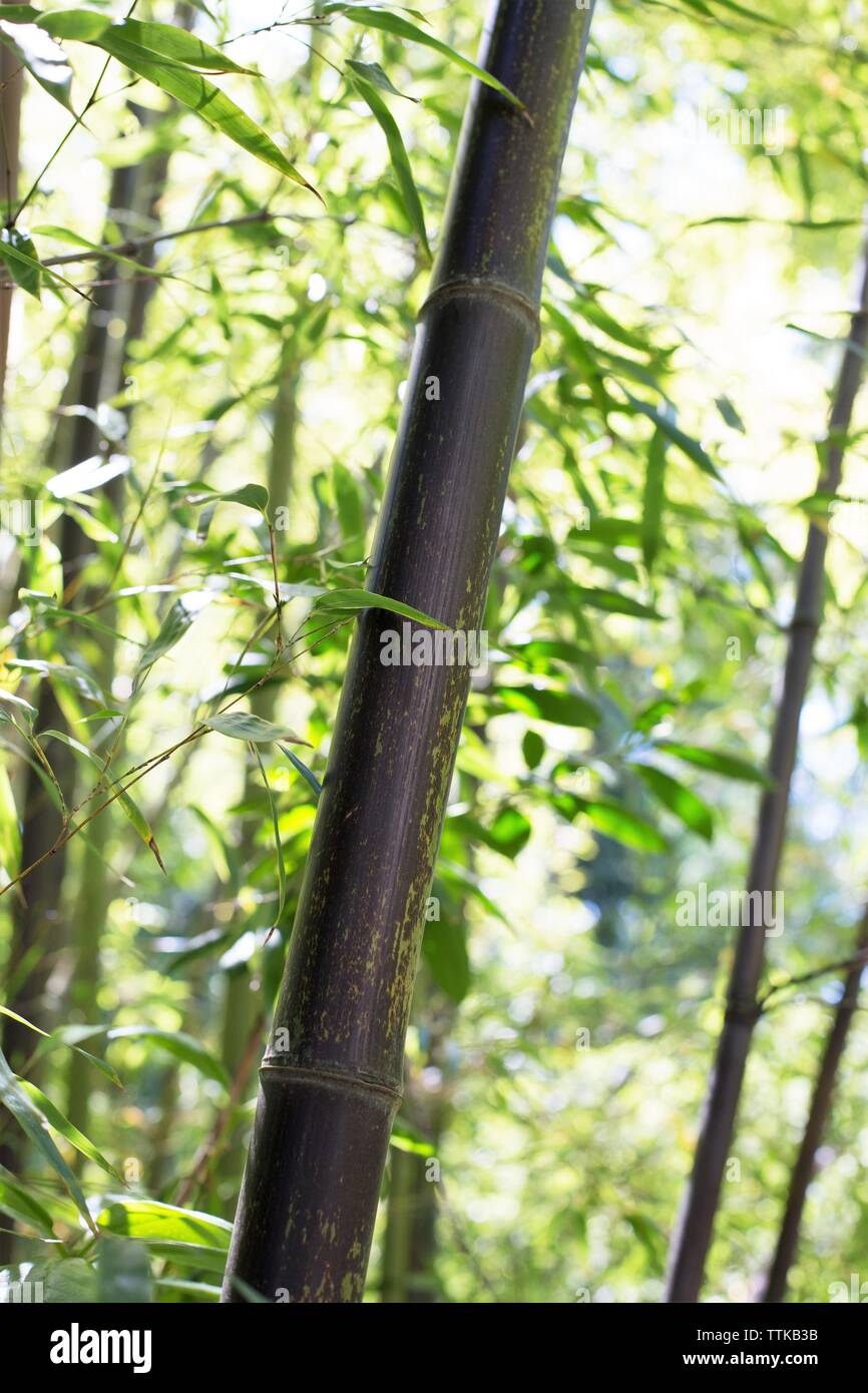 Phyllostachys nigra - black bamboo Stock Photo - Alamy
