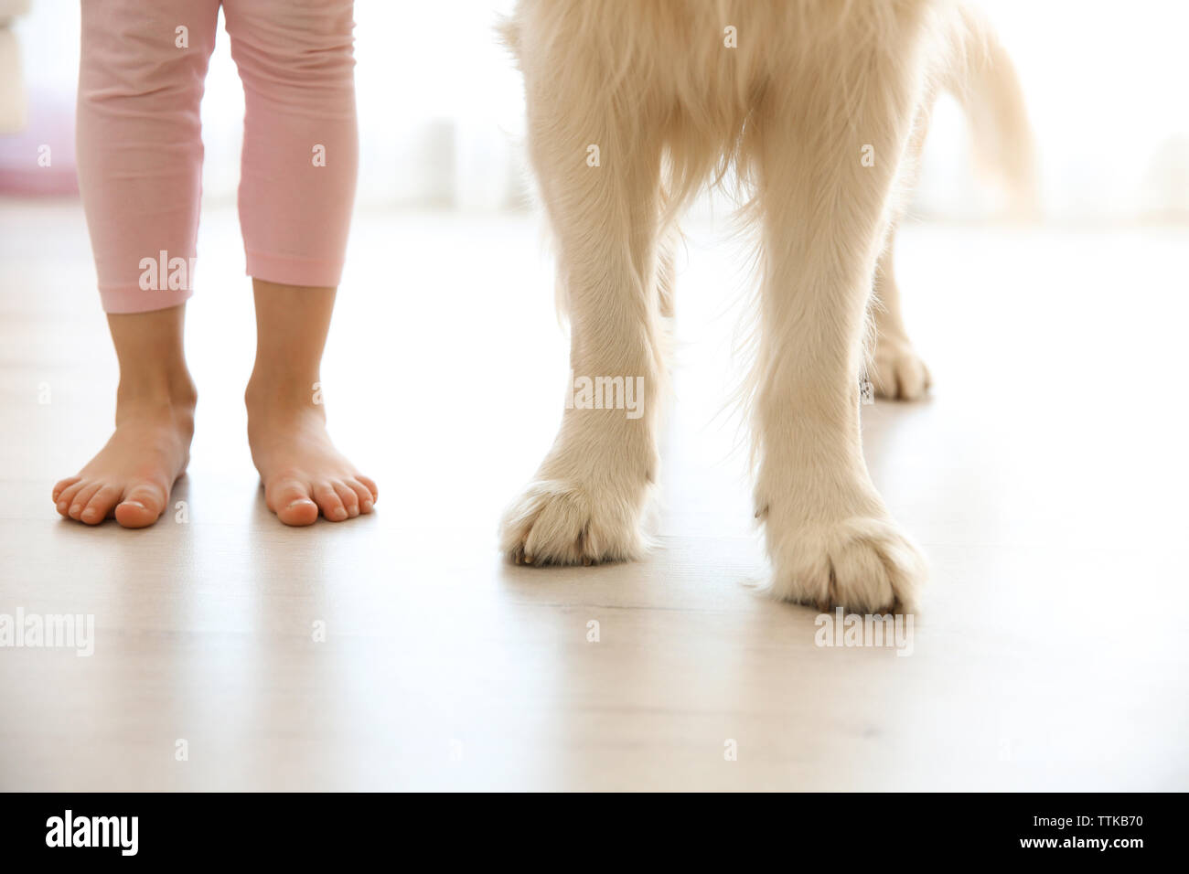 Child legs and dog paws on the floor Stock Photo Alamy