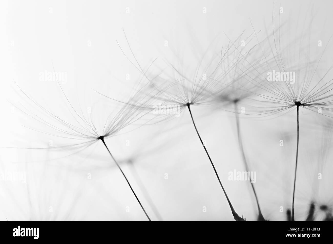 Dandelion head detail Black and White Stock Photos & Images - Alamy