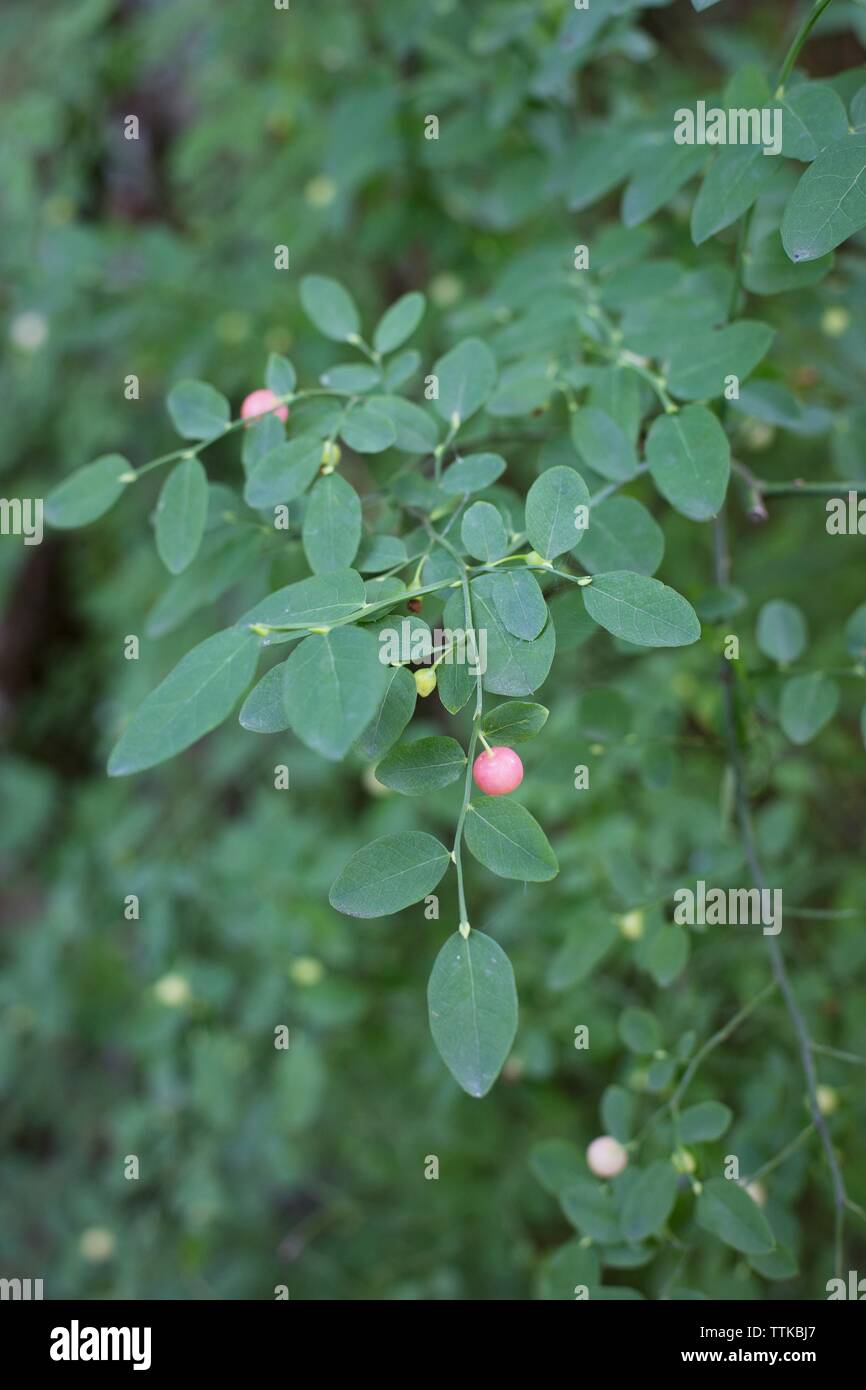 Vaccinium parvifolium - red huckleberry. Stock Photo