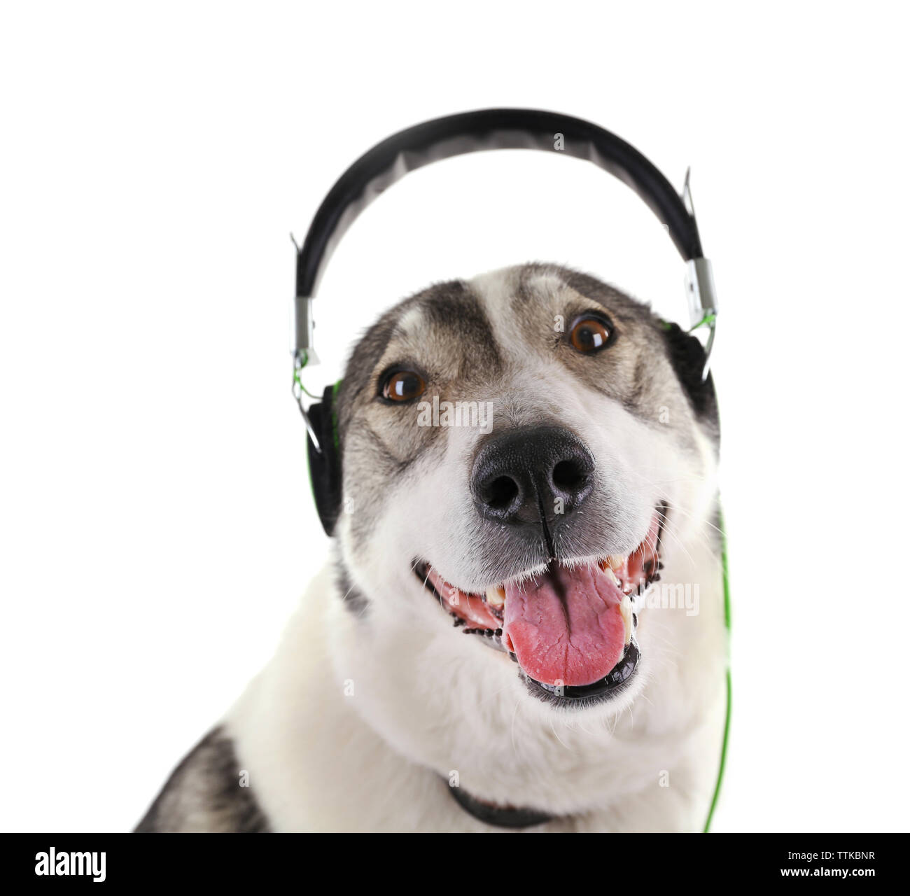 Animal audio hi-res stock photography and images - Page 6 - Alamy