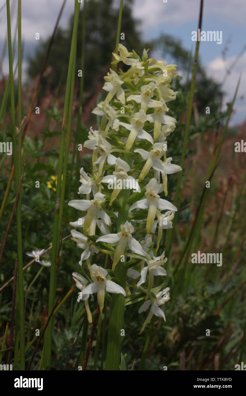 Lesser Butterfly-orchid flowering at Bargerveen, Netherlands Stock Photo