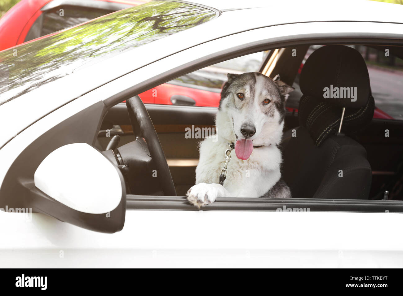 Cute dog in the car Stock Photo Alamy
