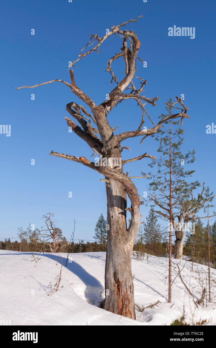 Forest area with dead trees, Hailuoto Island, North Ostrobothnia, Finland Stock Photo