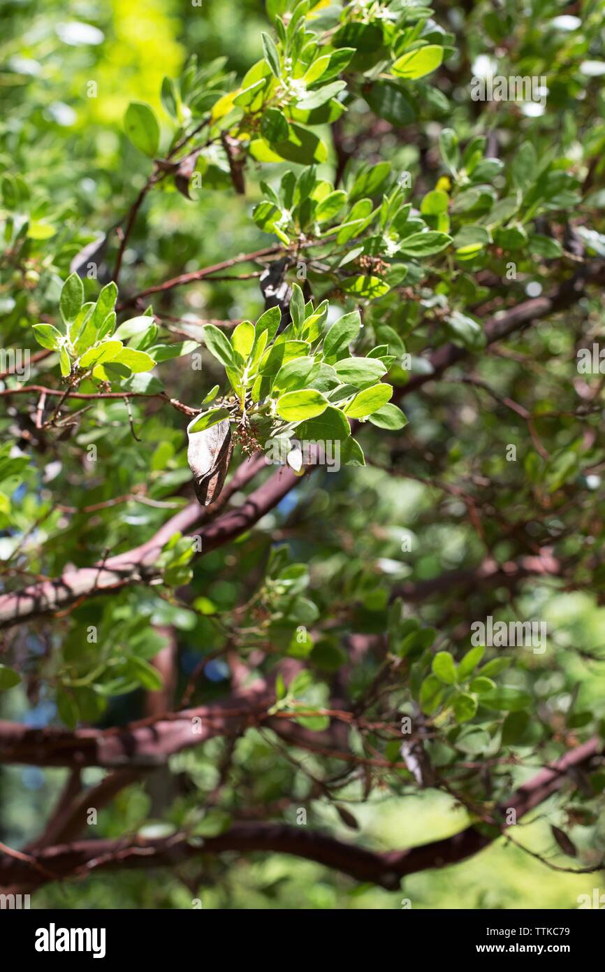 Arctostaphylos manzanita common manzanita Stock Photo Alamy
