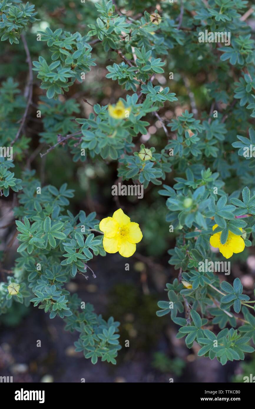 Potentille Potentilla Fruticosa Jeune Plant En Godet 20 40 Cm