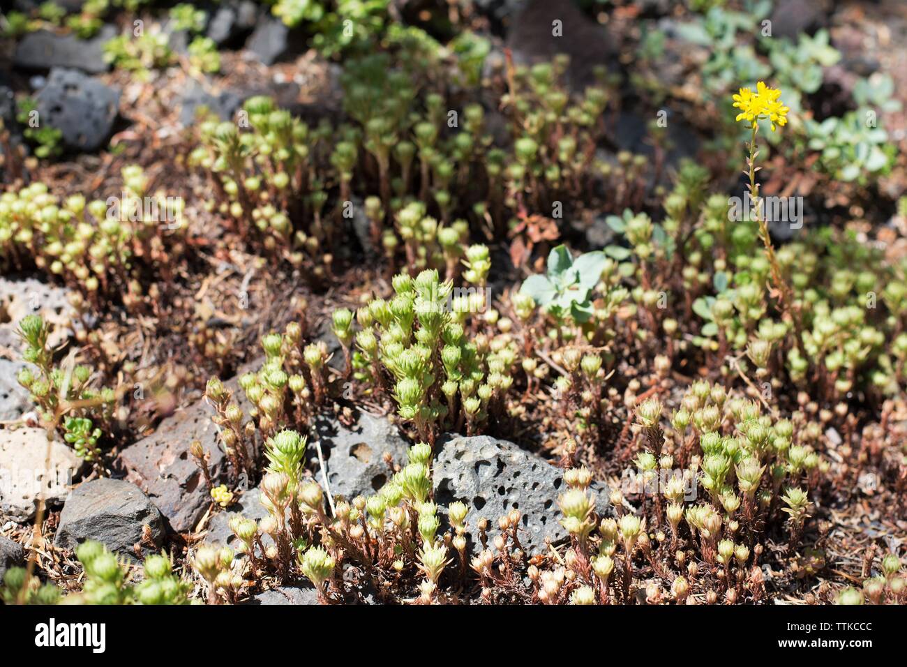Sedum stenopetalum  - wormleaf stonecrop. Stock Photo
