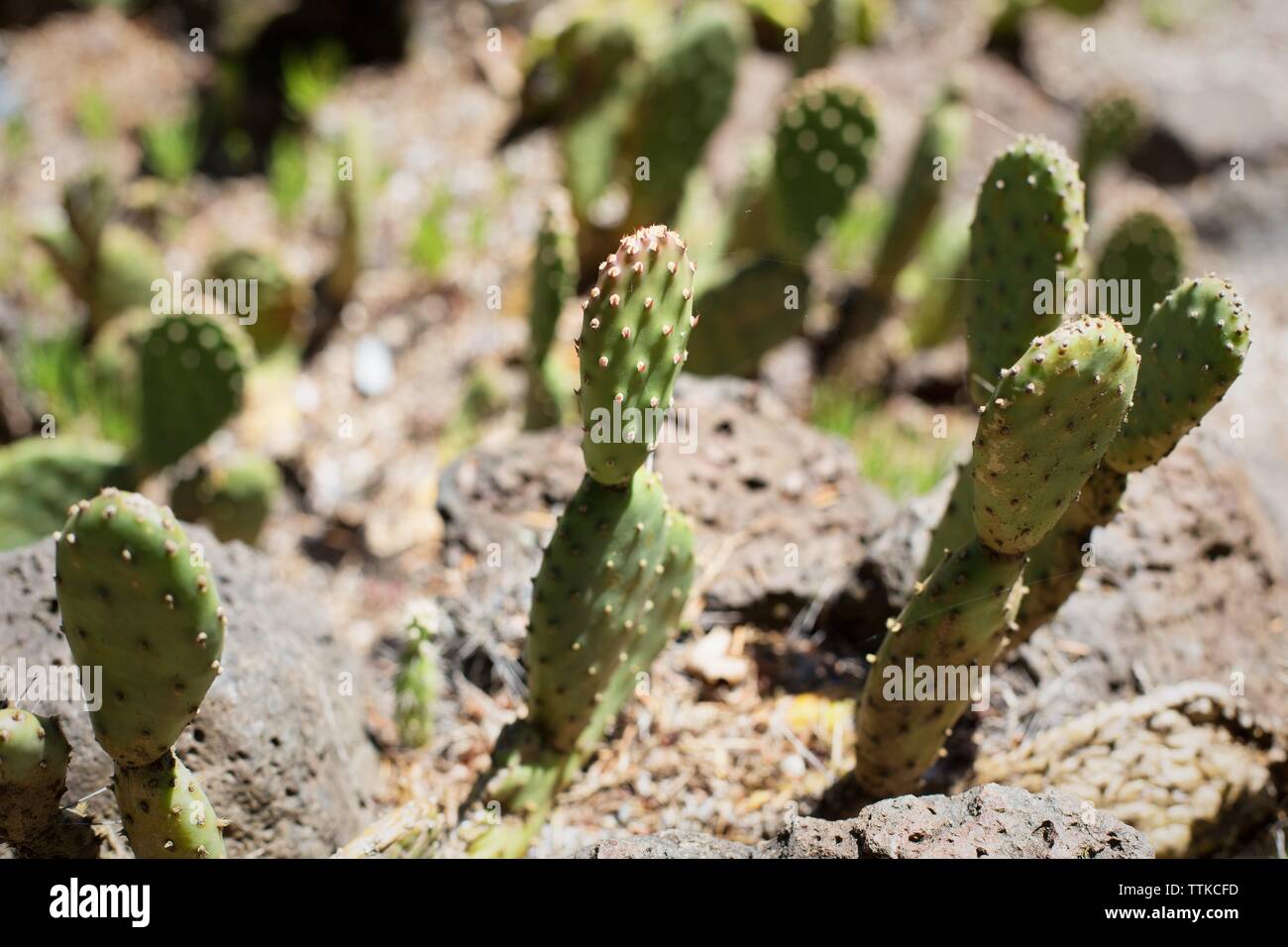 Opuntia basilaris - beavertail cactus. Stock Photo