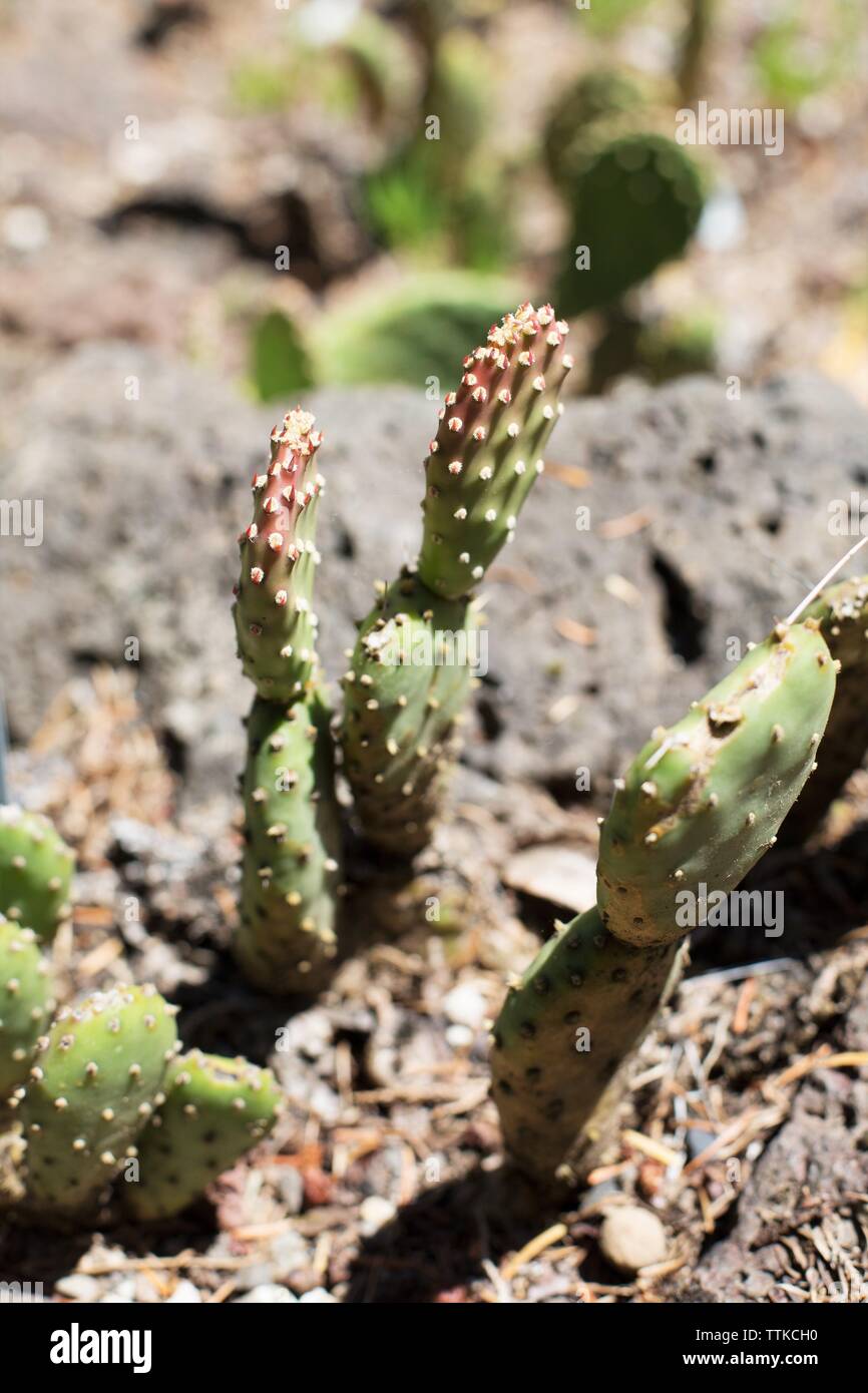 Opuntia basilaris - beavertail cactus. Stock Photo