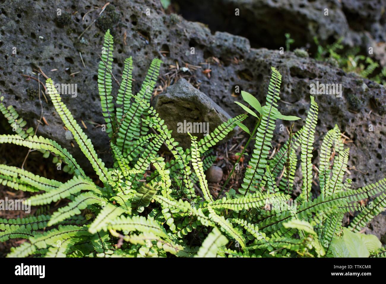Asplenium trichomanes - maidenhair spleenwort. Stock Photo