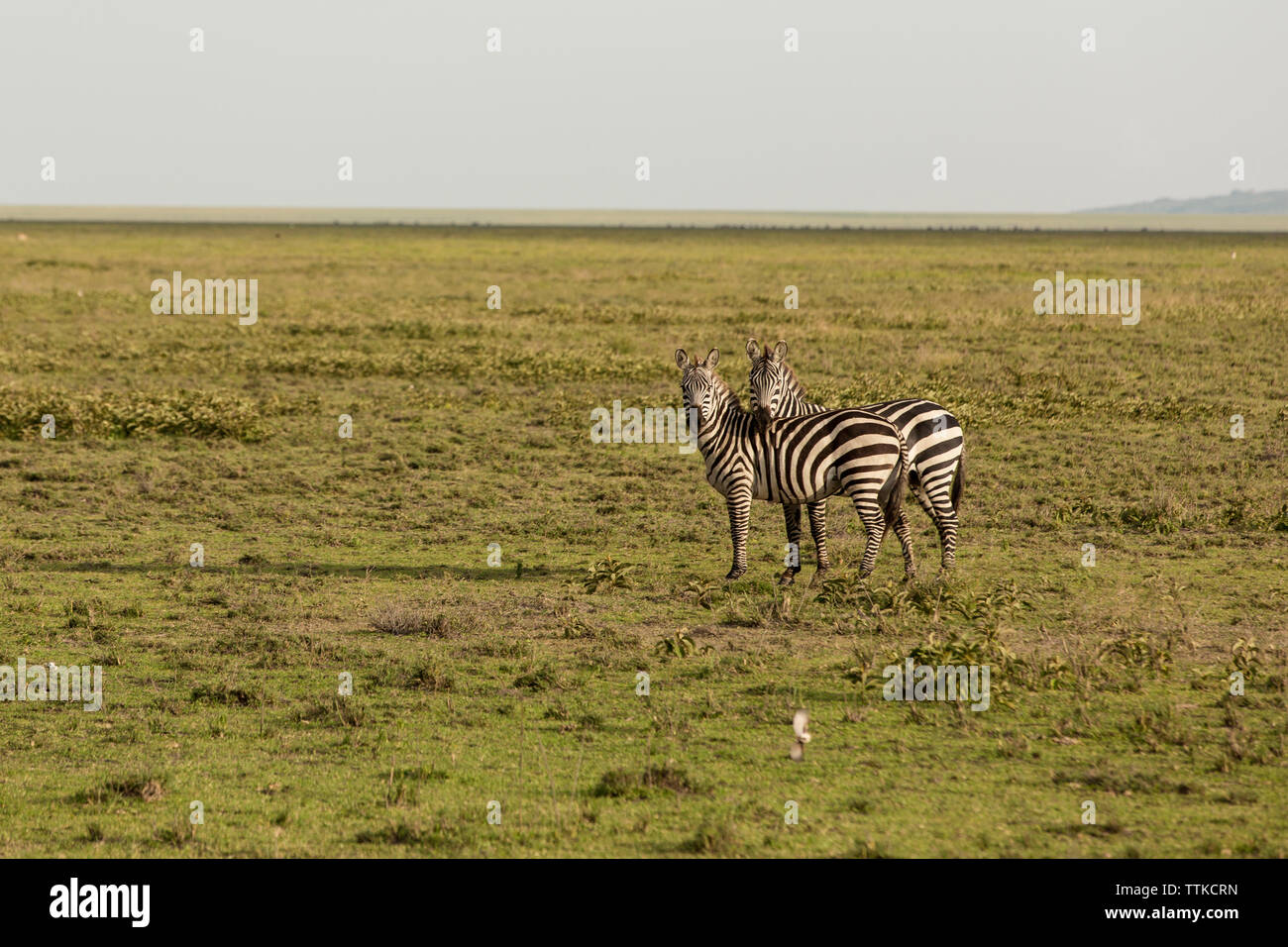 Zebras standing on field Stock Photo