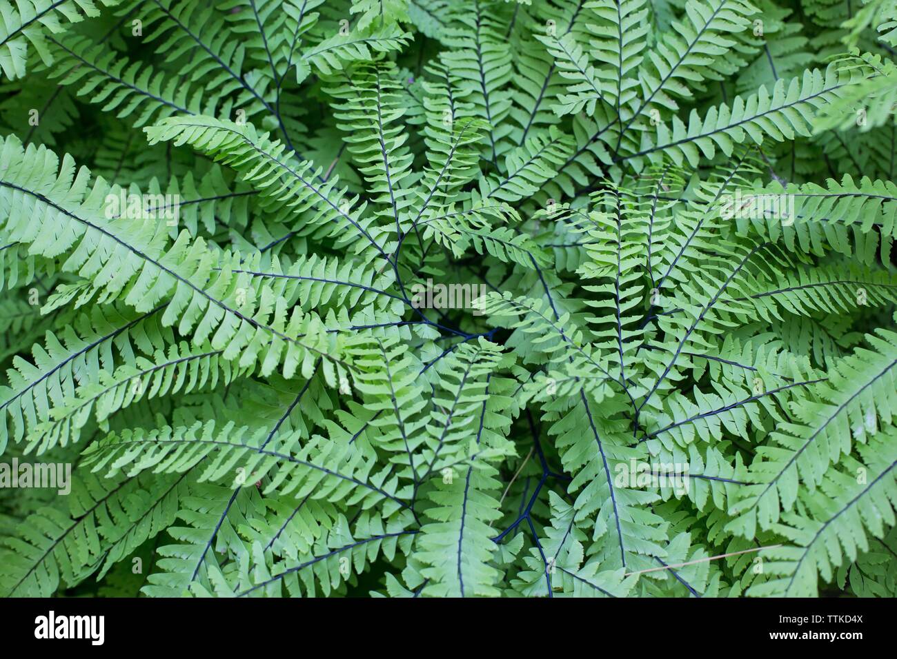 Adiantum aleuticum - Western maidenhair fern. Stock Photo