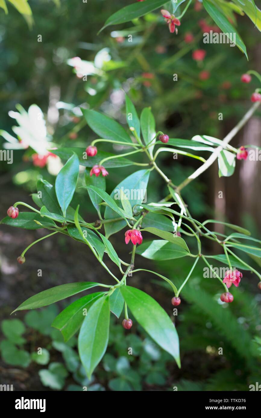 Illicium henryi - Henry anise tree. Stock Photo