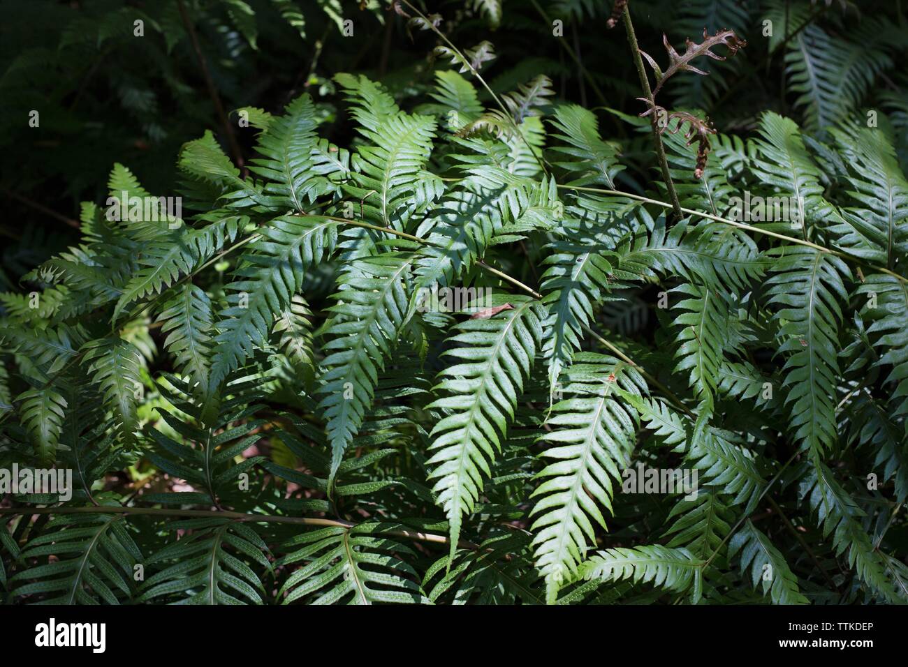 Woodwardia orientalis var. formosana - Oriental chain fern. Stock Photo