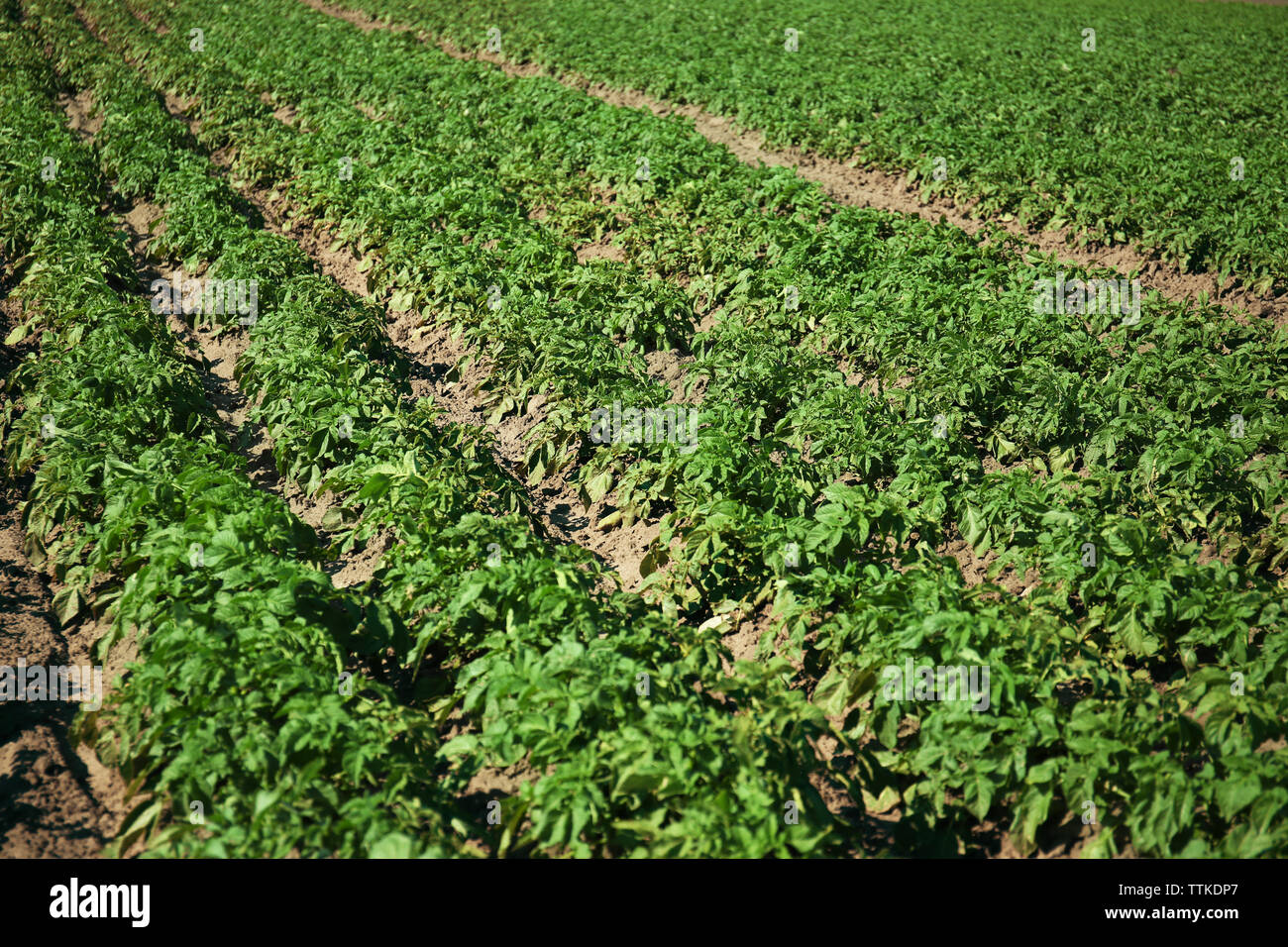 Spring field background Stock Photo - Alamy