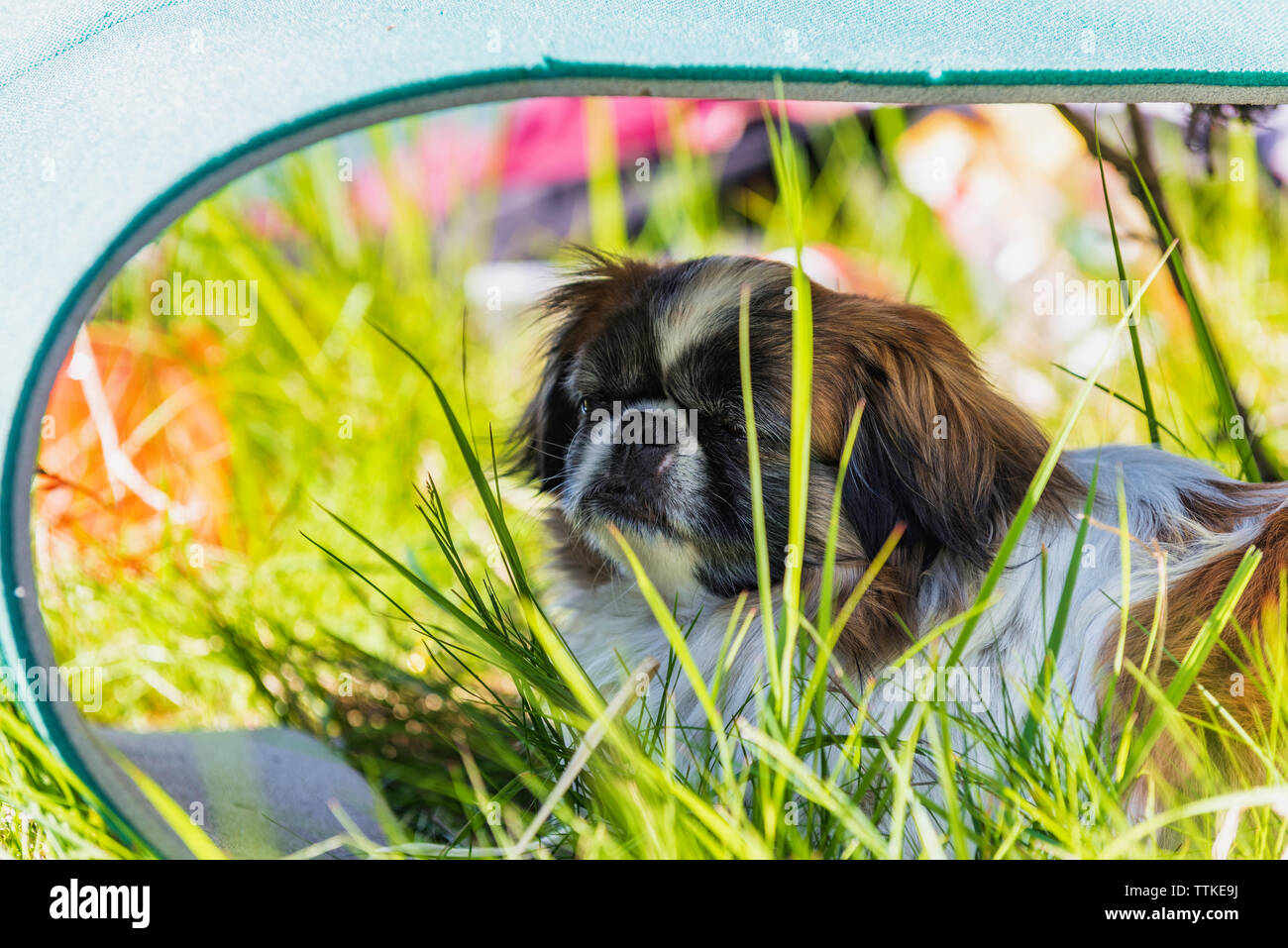 Pekingese dog  is resting in the shadow Stock Photo