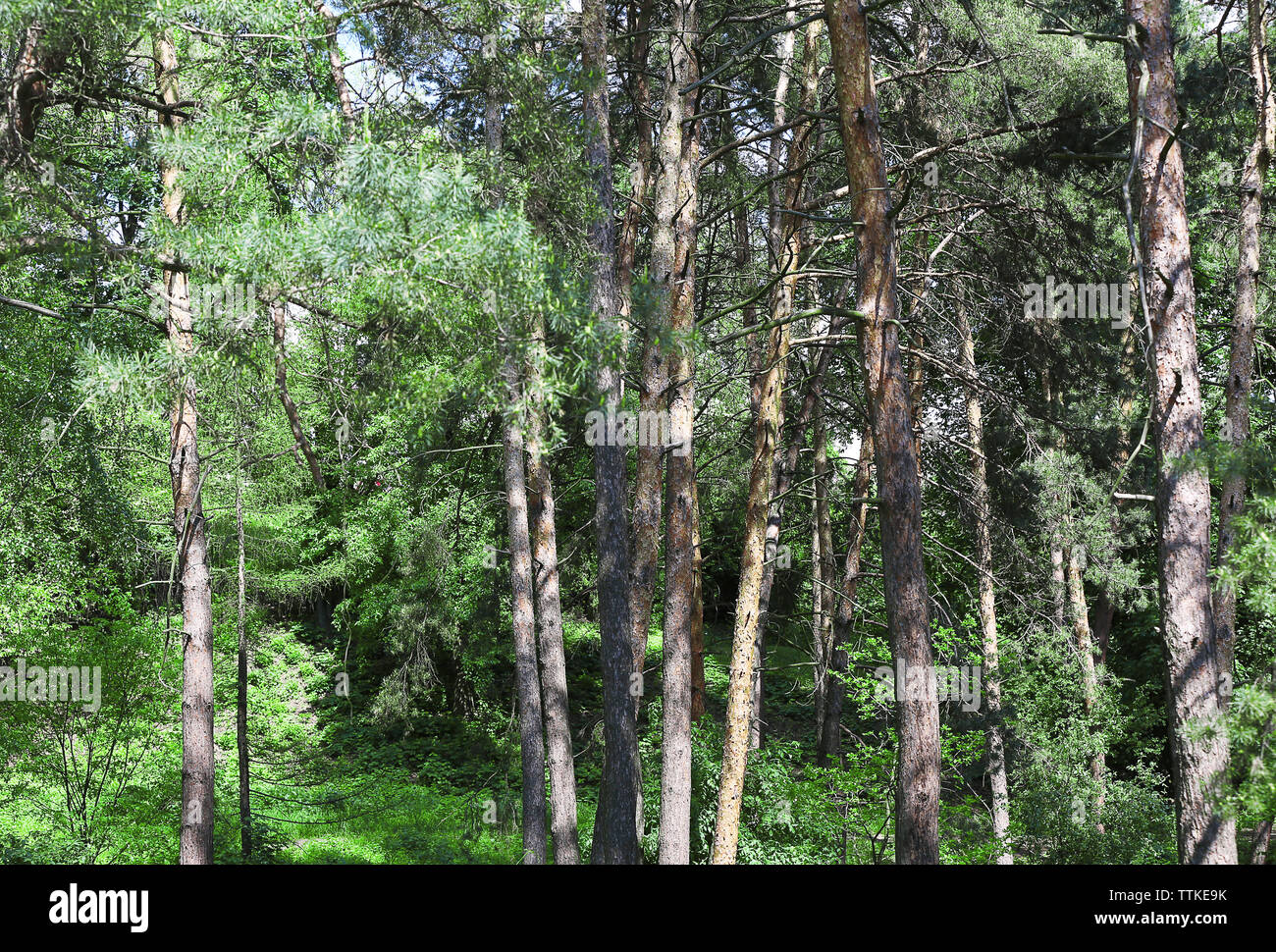 Pine Trees In Botanical Garden Stock Photo 256125231 Alamy