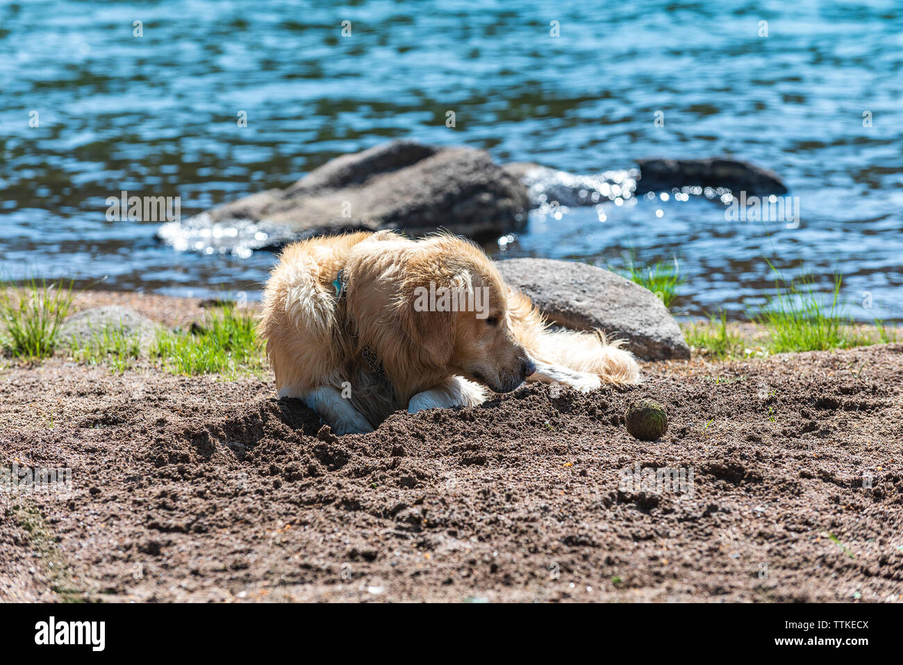 Golden Retriever Dog is resting after long play with ball Stock Photo