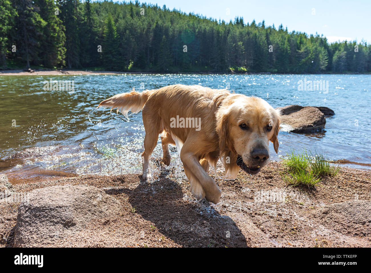 Golden Retriever Dog Running out of the water in mountain lake with ...
