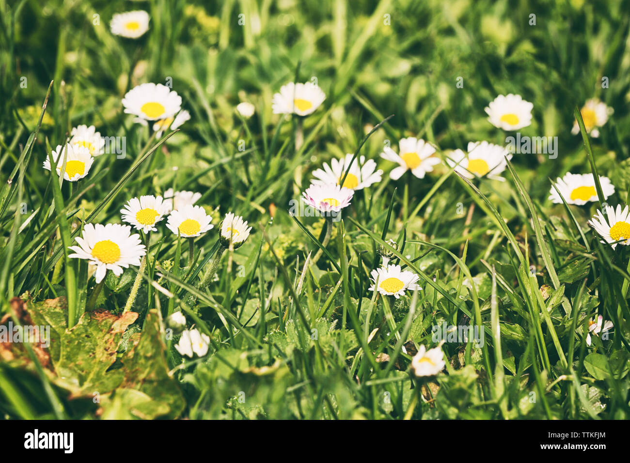 Chamomile meadow on mountain hi-res stock photography and images - Alamy