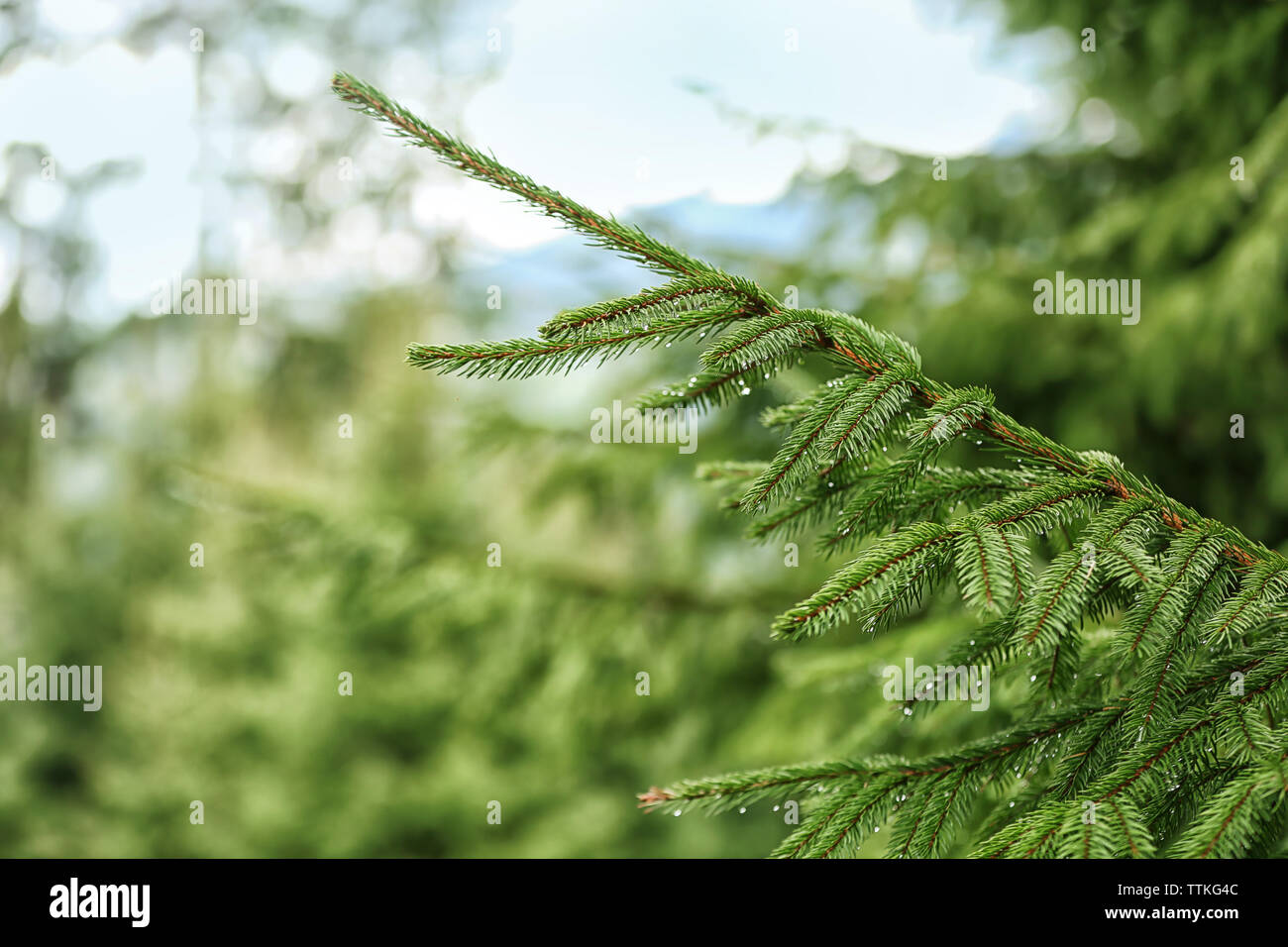 Fir tree, closeup Stock Photo - Alamy