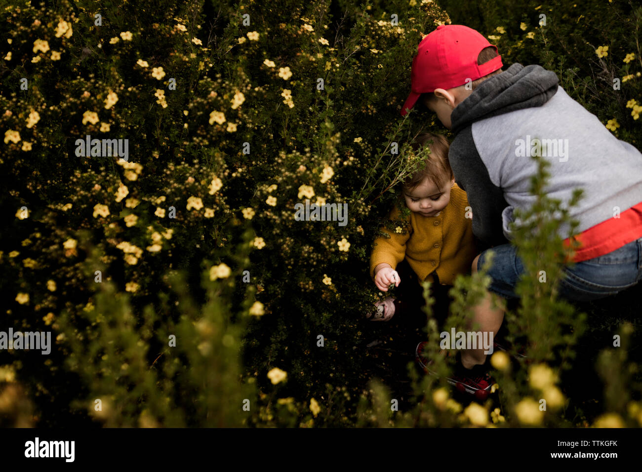 Boy helping his little sister up in a flower bush Stock Photo