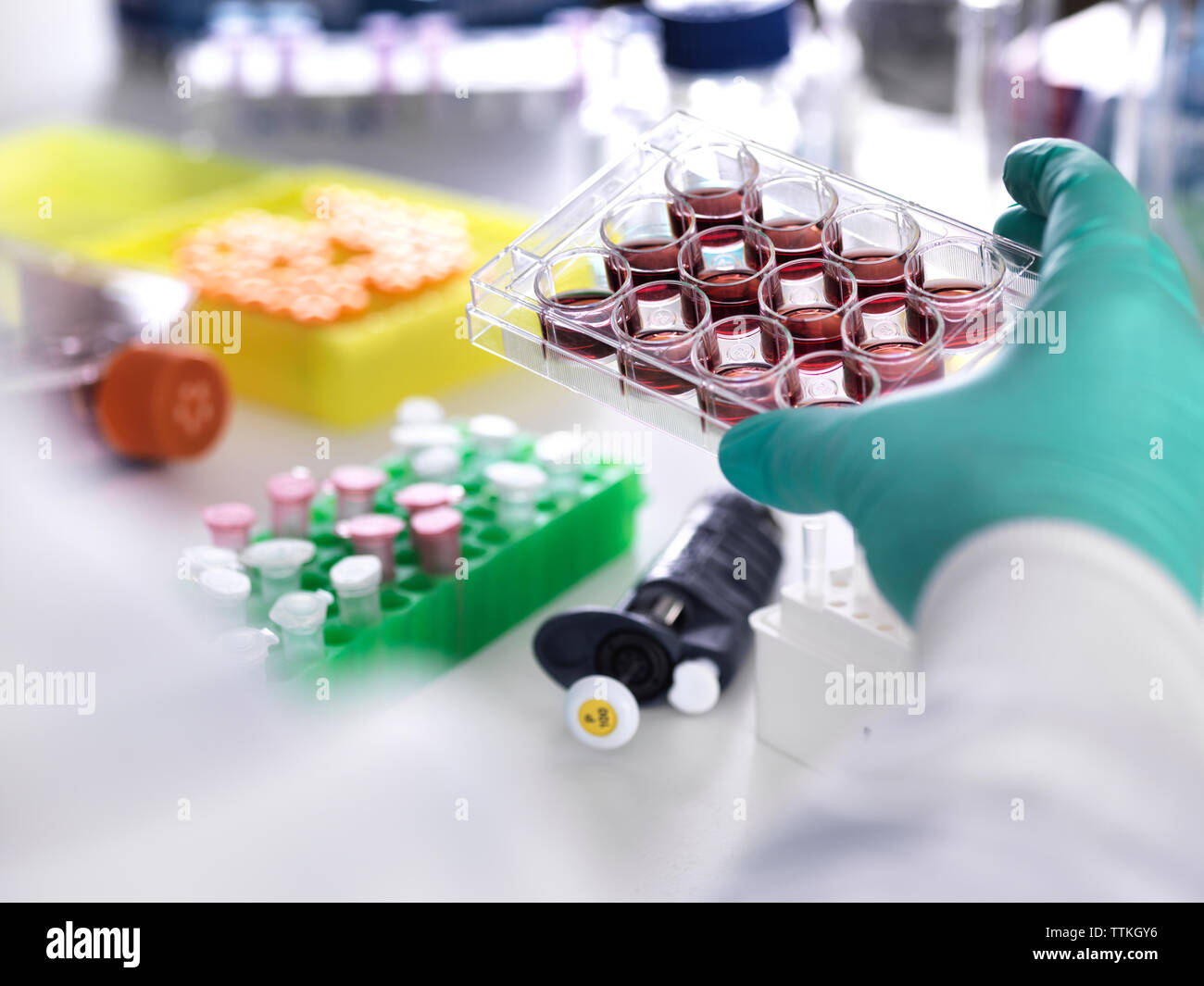 Cropped hand of scientist wearing protective glove holding multiwell tray containing stem cells during cancer research in laboratory Stock Photo