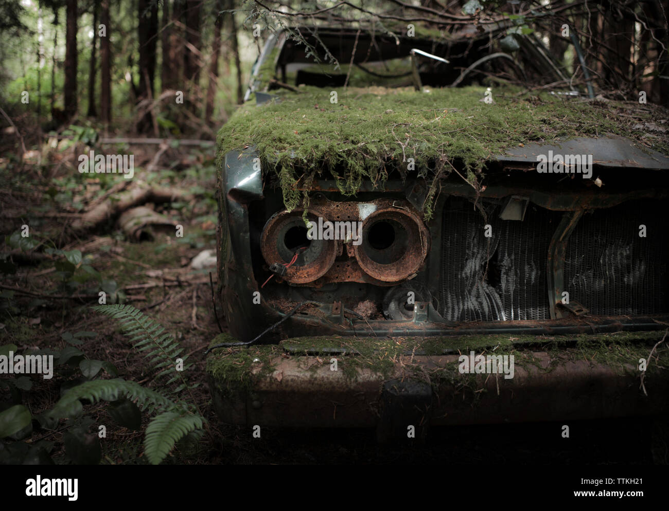 Abandoned car in forest hi-res stock photography and images - Alamy